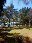 Pineta 2016